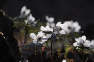 26c95aae1c43e2117c28882d27c2a1c5